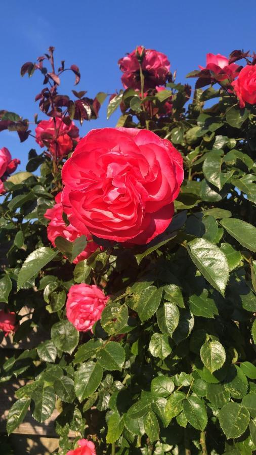 La Vie En Rose Zierikzee Bed and Breakfast Buitenkant foto